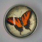 CH229 - Schmuck Druckknöpfe Schmetterling orange